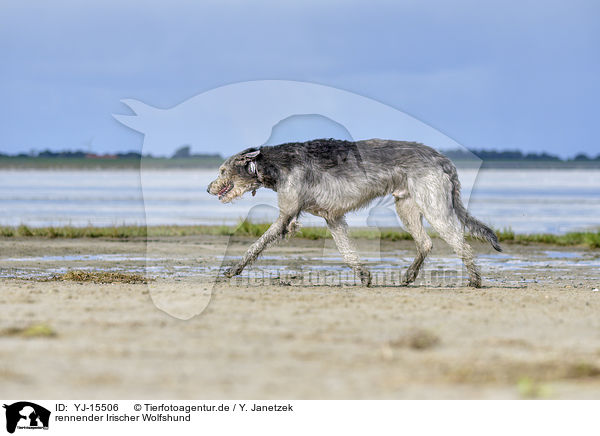rennender Irischer Wolfshund / running Irish Wolfhound / YJ-15506