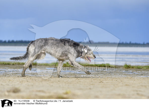 rennender Irischer Wolfshund / running Irish Wolfhound / YJ-15508
