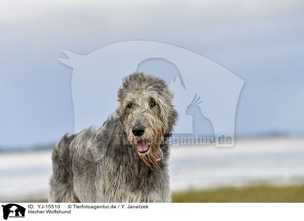 Irischer Wolfshund / Irish Wolfhound / YJ-15510