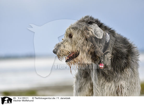 Irischer Wolfshund / Irish Wolfhound / YJ-15511