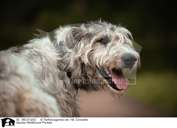 Irischer Wolfshund Portrait / MC-01202