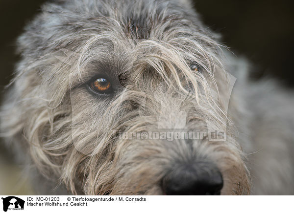 Irischer Wolfshund Gesicht / Irish Wolfhound face / MC-01203