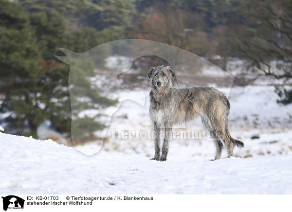 stehender Irischer Wolfshund / KB-01703