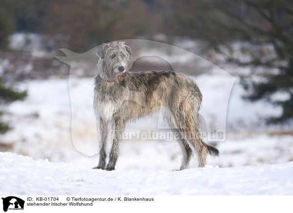 stehender Irischer Wolfshund / KB-01704