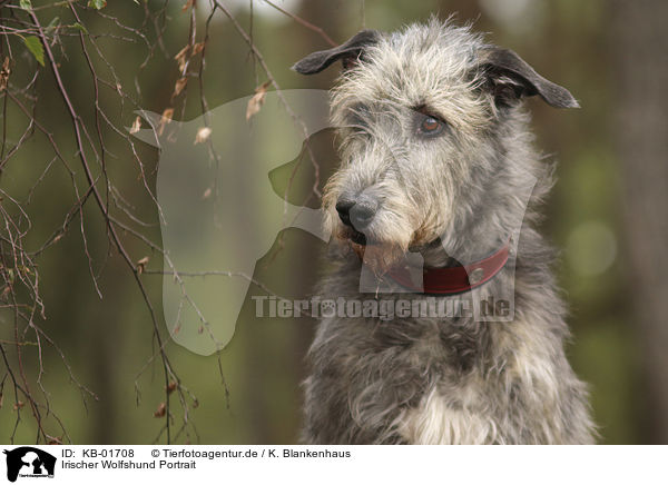 Irischer Wolfshund Portrait / KB-01708
