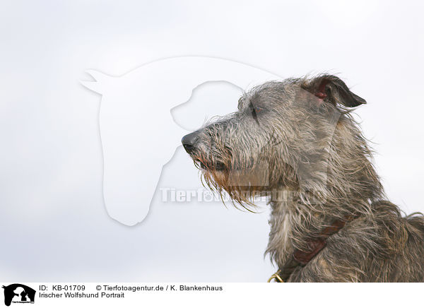 Irischer Wolfshund Portrait / KB-01709