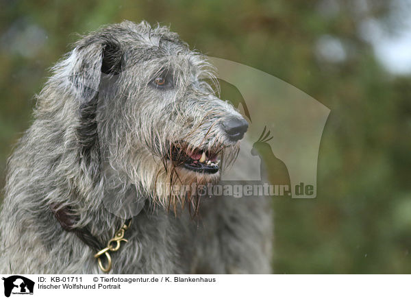 Irischer Wolfshund Portrait / KB-01711