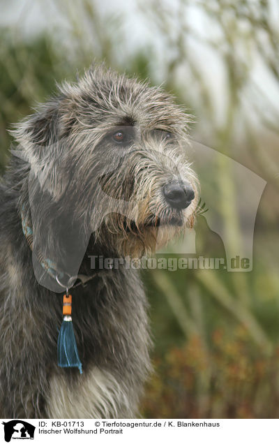 Irischer Wolfshund Portrait / KB-01713