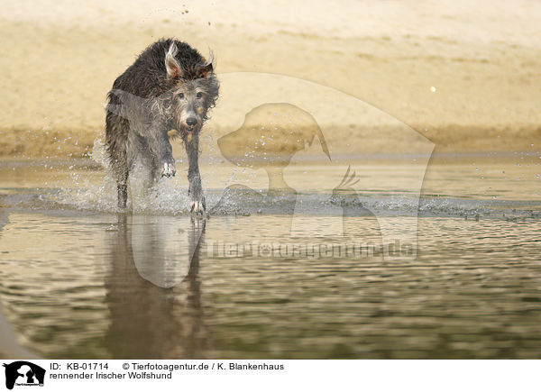 rennender Irischer Wolfshund / KB-01714