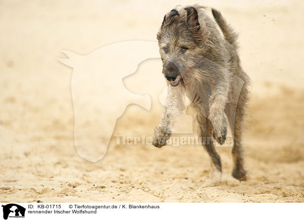 rennender Irischer Wolfshund / KB-01715