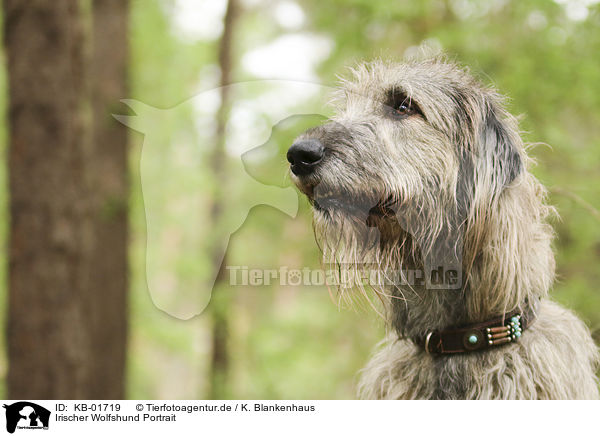 Irischer Wolfshund Portrait / KB-01719