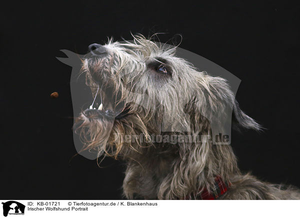 Irischer Wolfshund Portrait / KB-01721