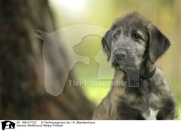 Irischer Wolfshund Welpe Portrait / KB-01723