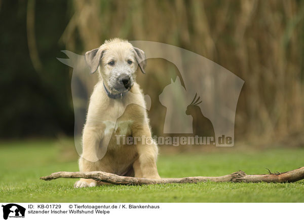 sitzender Irischer Wolfshund Welpe / sitting Irish Wolfhound Puppy / KB-01729
