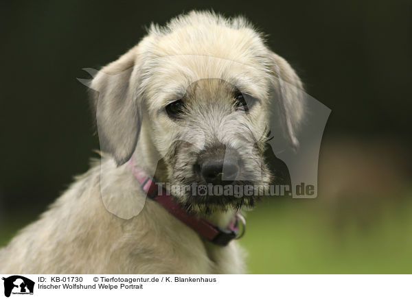 Irischer Wolfshund Welpe Portrait / KB-01730