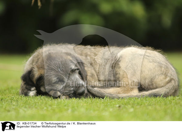 liegender Irischer Wolfshund Welpe / lying Irish Wolfhound Puppy / KB-01734