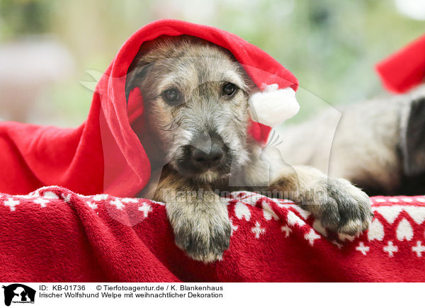 Irischer Wolfshund Welpe mit weihnachtlicher Dekoration / Irish Wolfhound Puppy with Christmas decoration / KB-01736