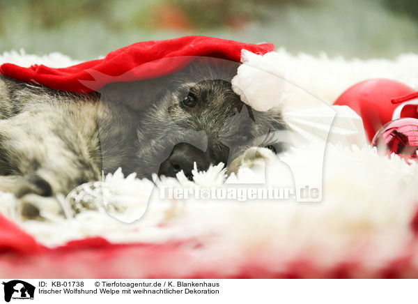 Irischer Wolfshund Welpe mit weihnachtlicher Dekoration / KB-01738