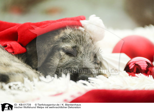 Irischer Wolfshund Welpe mit weihnachtlicher Dekoration / KB-01739