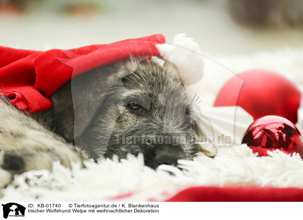 Irischer Wolfshund Welpe mit weihnachtlicher Dekoration / KB-01740