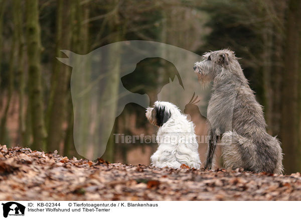 Irischer Wolfshund und Tibet-Terrier / KB-02344
