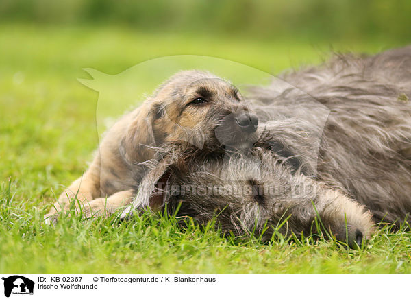Irische Wolfshunde / sighthounds / KB-02367