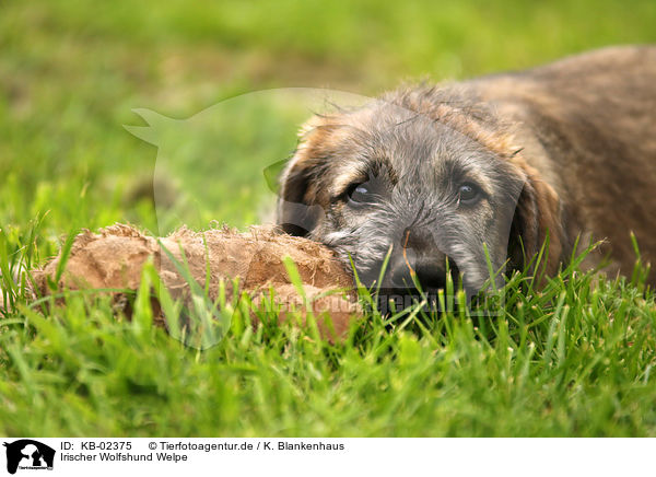 Irischer Wolfshund Welpe / sighthound puppy / KB-02375
