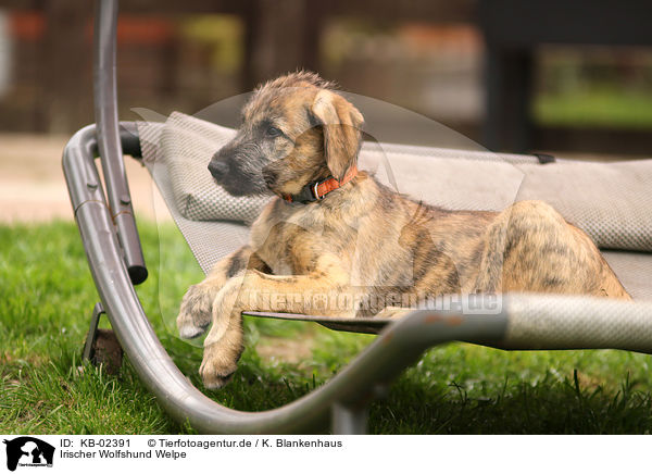 Irischer Wolfshund Welpe / sighthound puppy / KB-02391