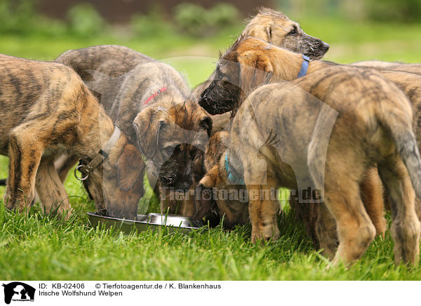 Irische Wolfshund Welpen / sighthound puppies / KB-02406