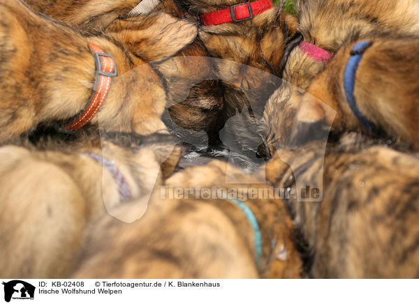 Irische Wolfshund Welpen / sighthound puppies / KB-02408