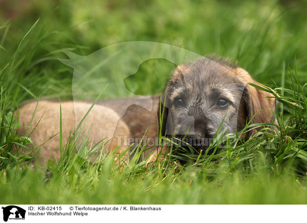 Irischer Wolfshund Welpe / sighthound puppy / KB-02415