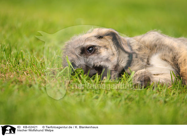 Irischer Wolfshund Welpe / sighthound puppy / KB-02421