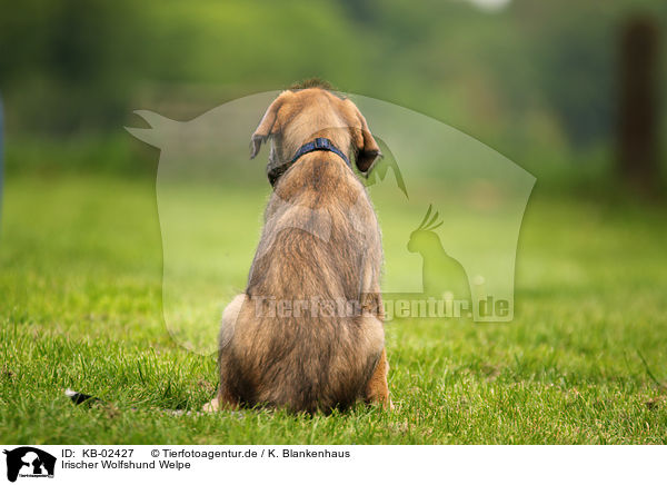 Irischer Wolfshund Welpe / KB-02427