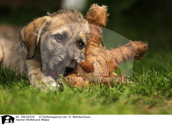 Irischer Wolfshund Welpe / sighthound puppy / KB-02430