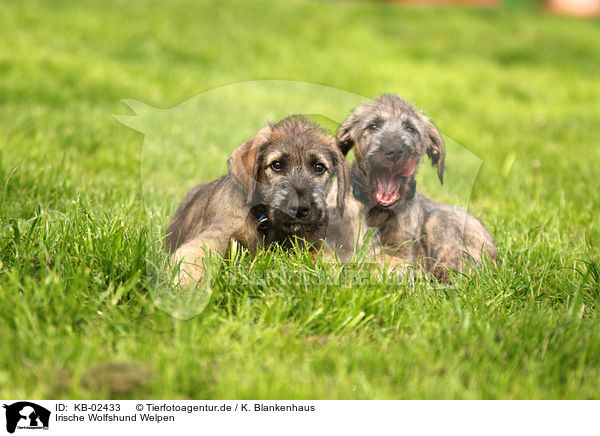 Irische Wolfshund Welpen / sighthound puppies / KB-02433