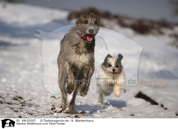 Irischer Wolfshund und Tibet-Terrier / sighthound and Tibetan Terrier / KB-03057