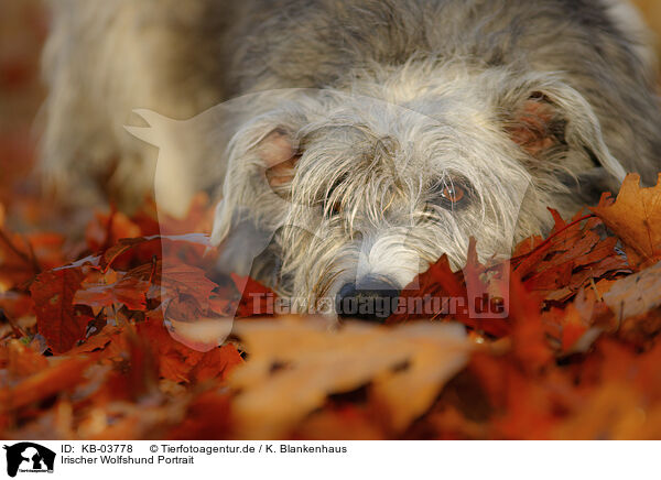 Irischer Wolfshund Portrait / sighthound portrait / KB-03778