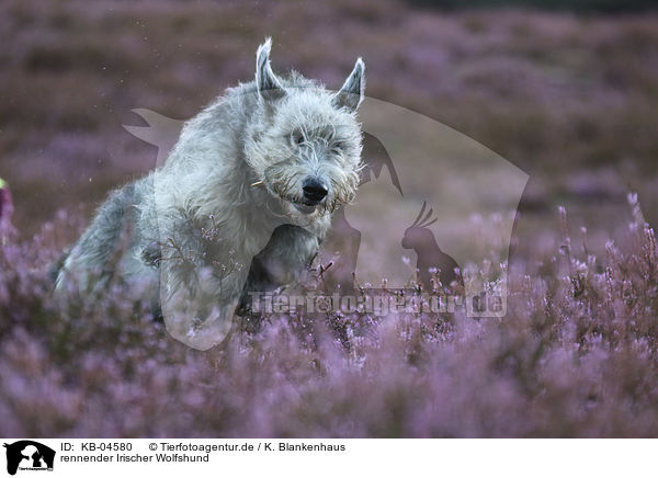 rennender Irischer Wolfshund / running Irish Wolfhound / KB-04580