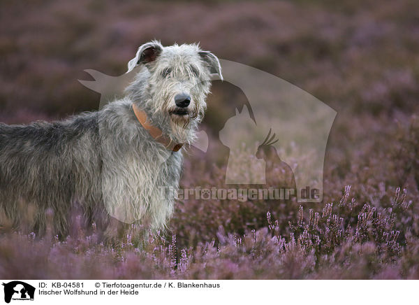 Irischer Wolfshund in der Heide / Irish Wolfhound in the heather / KB-04581