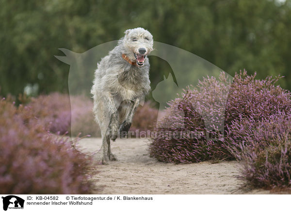 rennender Irischer Wolfshund / running Irish Wolfhound / KB-04582