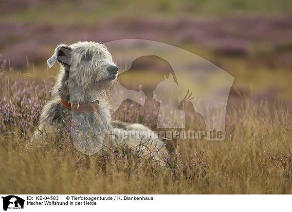 Irischer Wolfshund in der Heide / KB-04583