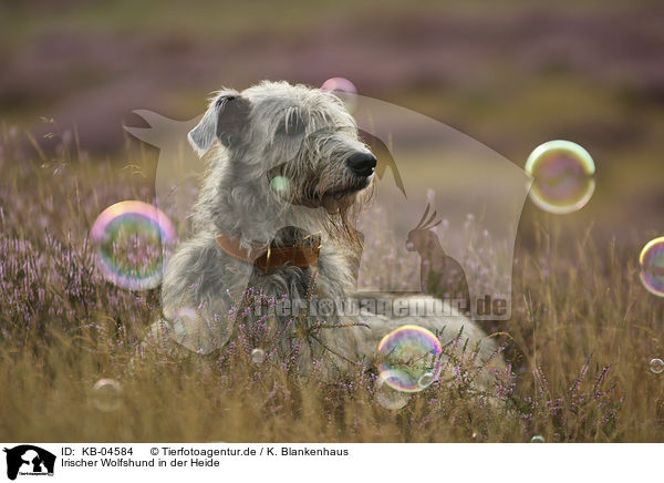 Irischer Wolfshund in der Heide / Irish Wolfhound in the heather / KB-04584