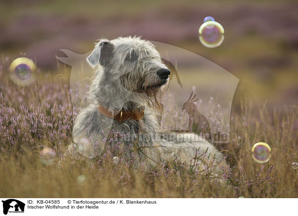 Irischer Wolfshund in der Heide / Irish Wolfhound in the heather / KB-04585
