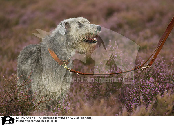 Irischer Wolfshund in der Heide / Irish Wolfhound in the heather / KB-04674