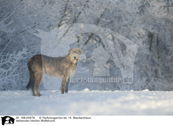 stehender Irischer Wolfshund / KB-04678
