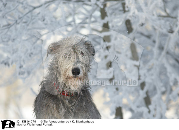 Irischer Wolfshund Portrait / KB-04679