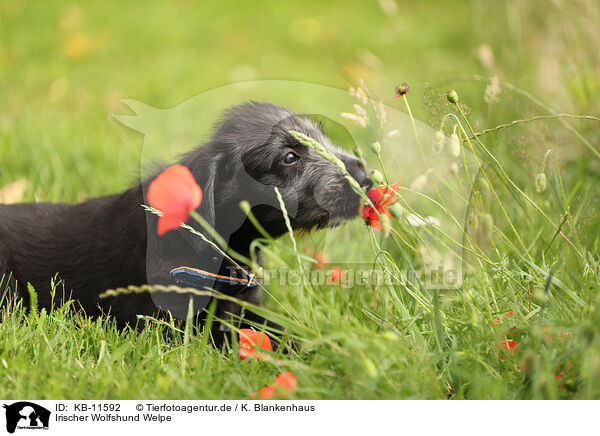 Irischer Wolfshund Welpe / Irish Wolfhound Puppy / KB-11592