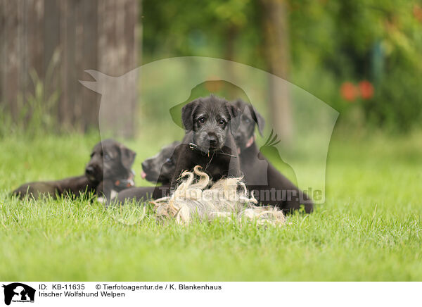 Irischer Wolfshund Welpen / Irish Wolfhound Puppies / KB-11635