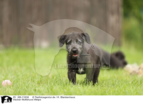 Irischer Wolfshund Welpe / Irish Wolfhound Puppy / KB-11638