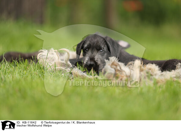 Irischer Wolfshund Welpe / Irish Wolfhound Puppy / KB-11642